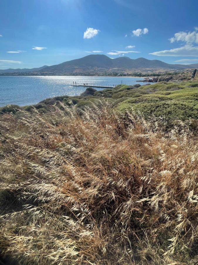Sunkiss Paros Daire Drios Dış mekan fotoğraf